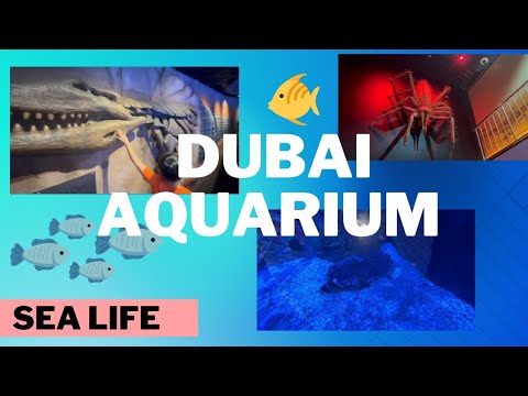 Dubai Aquarium||Sea life||Fishes||Fun for kids