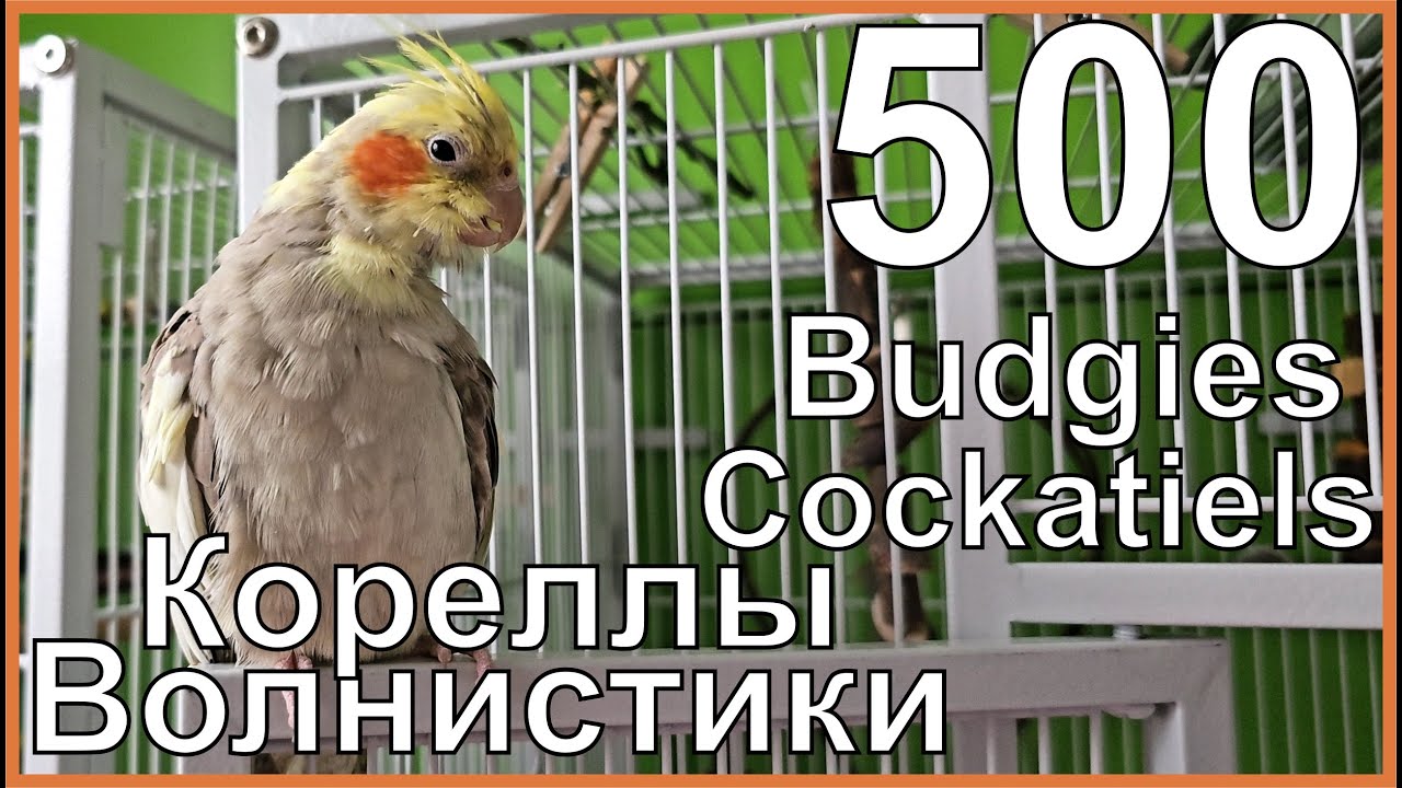 Funny Parrotszotti 500. Life of Cockatiels and budgies. Жизнь корелл и ...