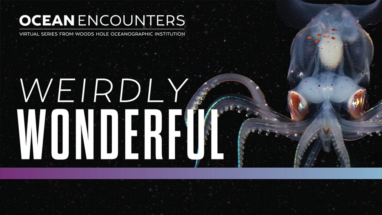 Ocean Encounters Weirdly Wonderful Creatures Of The Twilight Zone Ocean Encounters Weirdly Wonderful Creatures Of The Twilight Zone