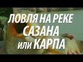 КАК ЛОВИТЬ САЗАНА ИЛИ КАРПА НА РЕКЕ