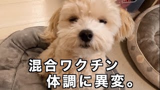 【愛犬のために知ってもらいたい】混合ワクチン接種後の副反応について