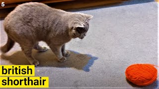 BRITISH SHORTHAIR CURIOSITY by The Famous Tom 21 views 3 years ago 3 minutes, 26 seconds