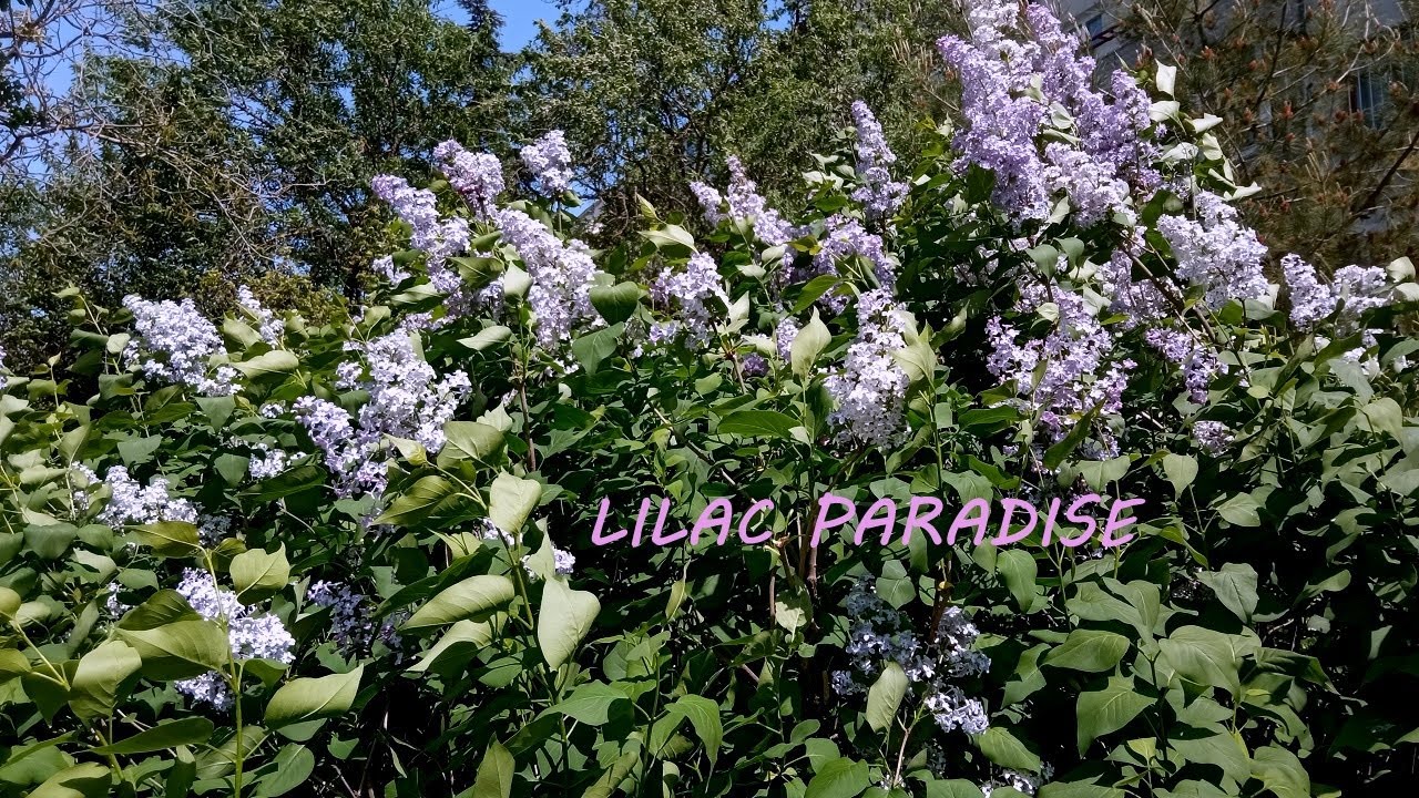 Spring Melody in Lilac Tones [Healing ASMR Sounds] - YouTube