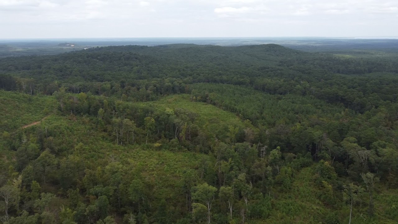 Sabine National Forest