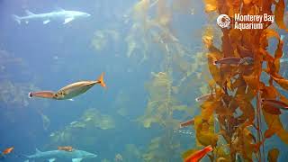 You've got a frond in the Kelp Forest Cam! | Monterey Bay Aquarium Live Kelp Forest Cam
