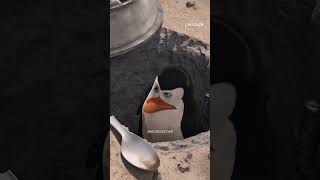 Madagascar 1 (2005) trailer