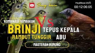 TEMBAKAN⁉️SUARA BURUNG MASTERAN BRINJI RAMBUT TINGGIR KOMBINASI TEPUS KEPALA ABU@BangKonin #birds