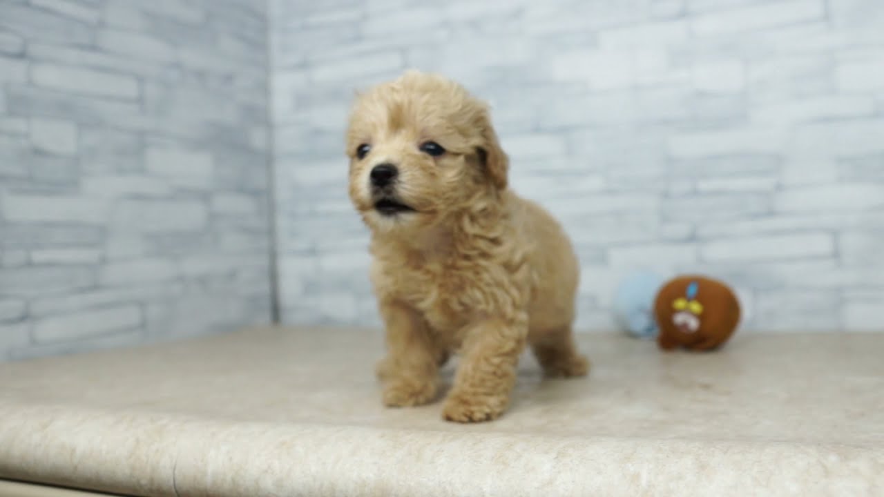 Kikuchi Pet 仔犬仔猫 No ミックス犬 父 トイ プードル 母 マルチーズ 女の子 Youtube