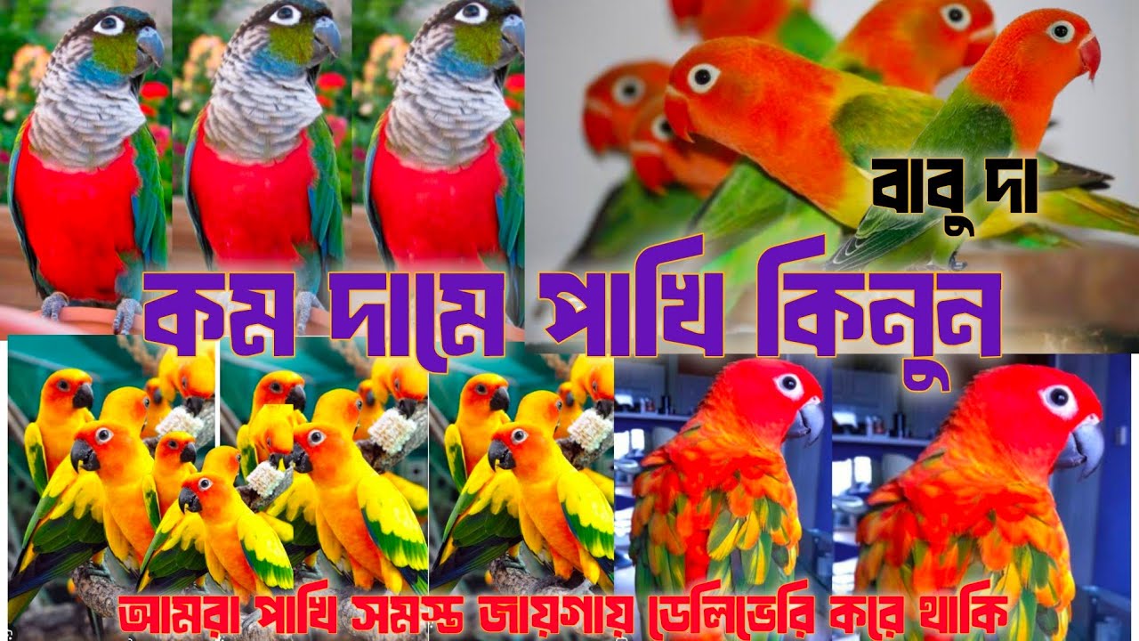 সেল, সেল, সান কনুর, কিমসনবেলি, ইয়োলো সাইট কনুর, লাভ বার্ডস, যোগাযোগ বাবু দা ফোন 6296962374