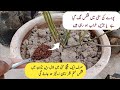 How to make orgenic fungicide at home | Best orgenic fertilizer for plants.