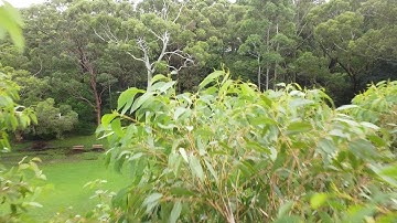 DJI Mini SE Drone Crash, Stuck in a 30m Tree, What Happened and How I Got It Back