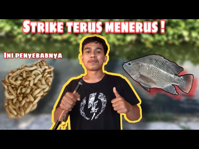 MANCING IKAN NILA, STRIKE TERUS MENERUS ! | HENDRA STWN class=