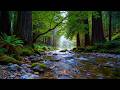 Deep Sleep &amp; Stress Relief in a Peaceful Forest River | Relaxing Birdsong Nature Sounds!!