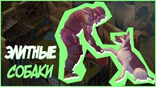 🐶КАК ПОЛУЧИТЬ ЭЛИТНЫХ ЩЕНКОВ? МОИ ЭЛИТНЫЕ СОБАКИ - Last Day on Earth: Survival 🐶КАК ПОЛУЧИТЬ ЭЛИТНЫХ ЩЕНКОВ? МОИ ЭЛИТНЫЕ СОБАКИ - Last Day on Earth: Survival