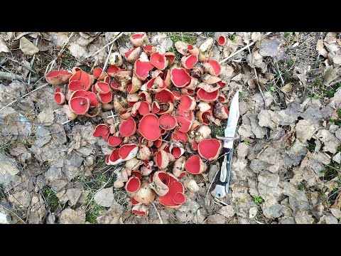 Саркосцифа алая с луком и сметаной. Первый весенний гриб.