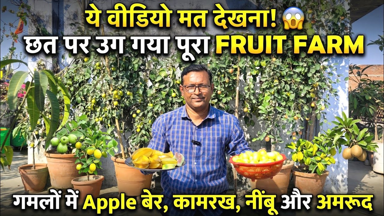 🚫 ये वीडियो मत देखना! | छत पर उग गया पूरा FRUIT FARM 😱 | गमलों में Apple बेर, कामरख, नींबू और अमरूद