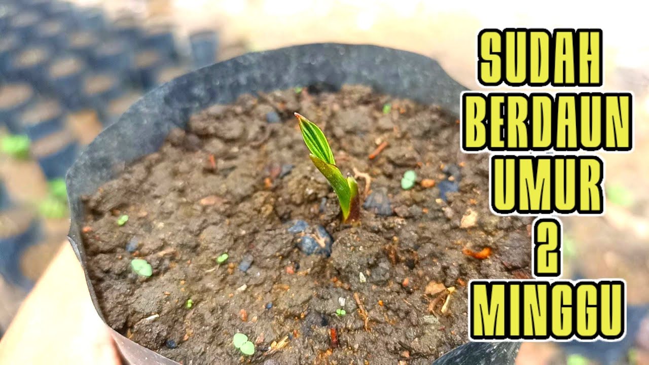 Pertumbuhan bibit kelapa sawit umur 2 minggu - Bibit sawit umur dua minggu