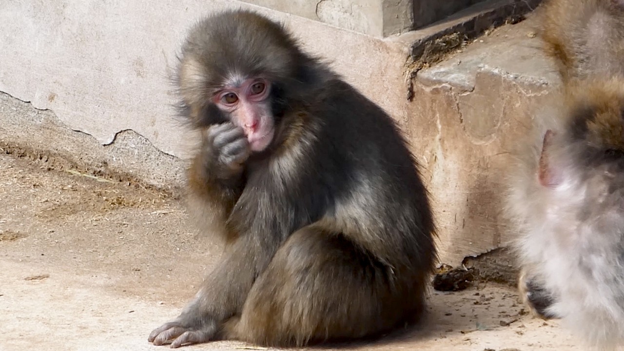 Adult monkeys OBSESSED!? Punch is on another level lol