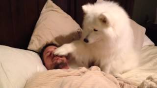 Собака самоед нежно будит хозяина/Samoyed dog gently wakes master up