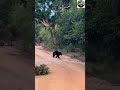 🐻 Mother Bear Carrying Baby Bear Across Jungle Road in yala Sri Lanka 🇱🇰 | #Bear #Wildlife
