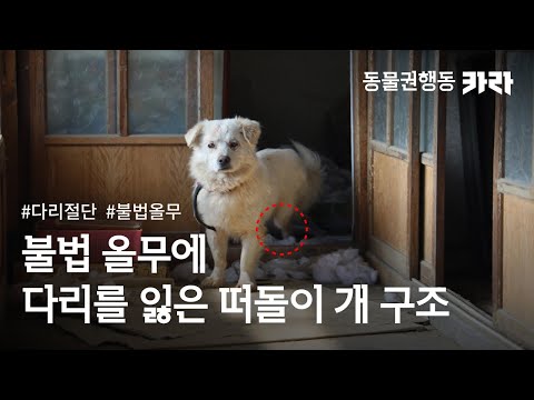 불법 올무에 다리를 잃은 떠돌이 개 구조