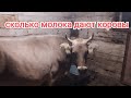 Сколько корова дает молока? Не выдоить за день, устанет рука!