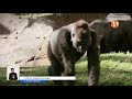 АҚШ-та тұңғыш рет екі горилладан ковид анықталды