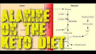 Https://blog.priceplow.com/keto-supplements bpi sports keto aminos
knocked mike out of ketosis 3 times. was alanine one the reasons why?
short an...