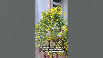 [3T_TV] Review Bình Hoa Cúc Chi Rủ siêu to #3T_nhà_vườn  #cucchiru #caygiongcucchiru