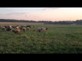 Курдючные овцы и бараны
