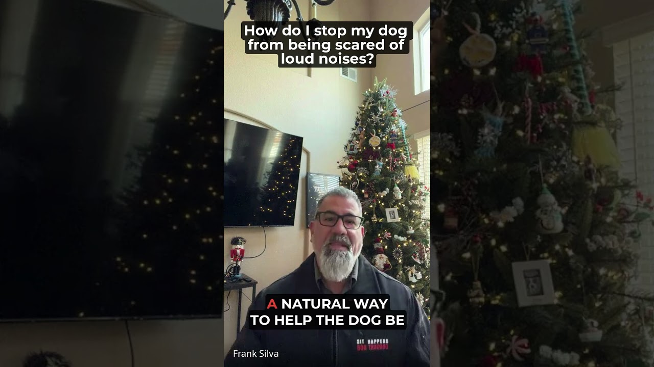 How do I stop my dog from being scared of loud noises? - Sit Happens Dog Training