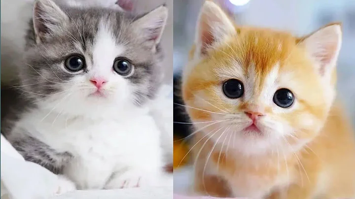 Watch the video about Baby Cats - Cute and Funny Cat Videos Compilation | Aww Animals