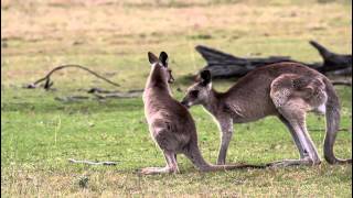 Critter Care Wildlife - Kangaroo Hugging Joey