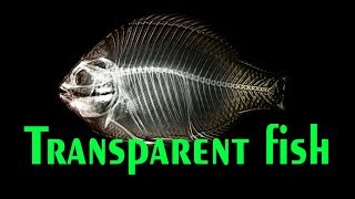 Some Cool Facts About X Ray Fish