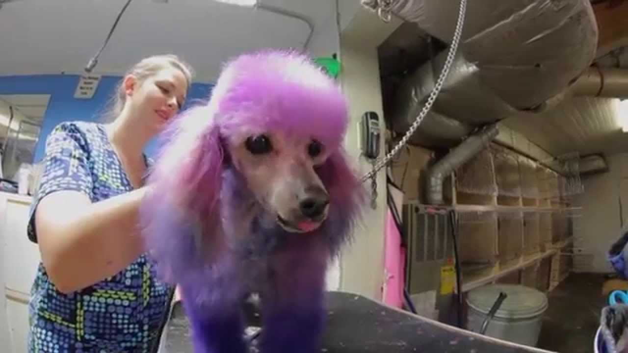 The Doghouse Portsmouth's Best Dog Groomers YouTube