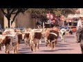 Ft Worth: Cowtown Cattle Drive