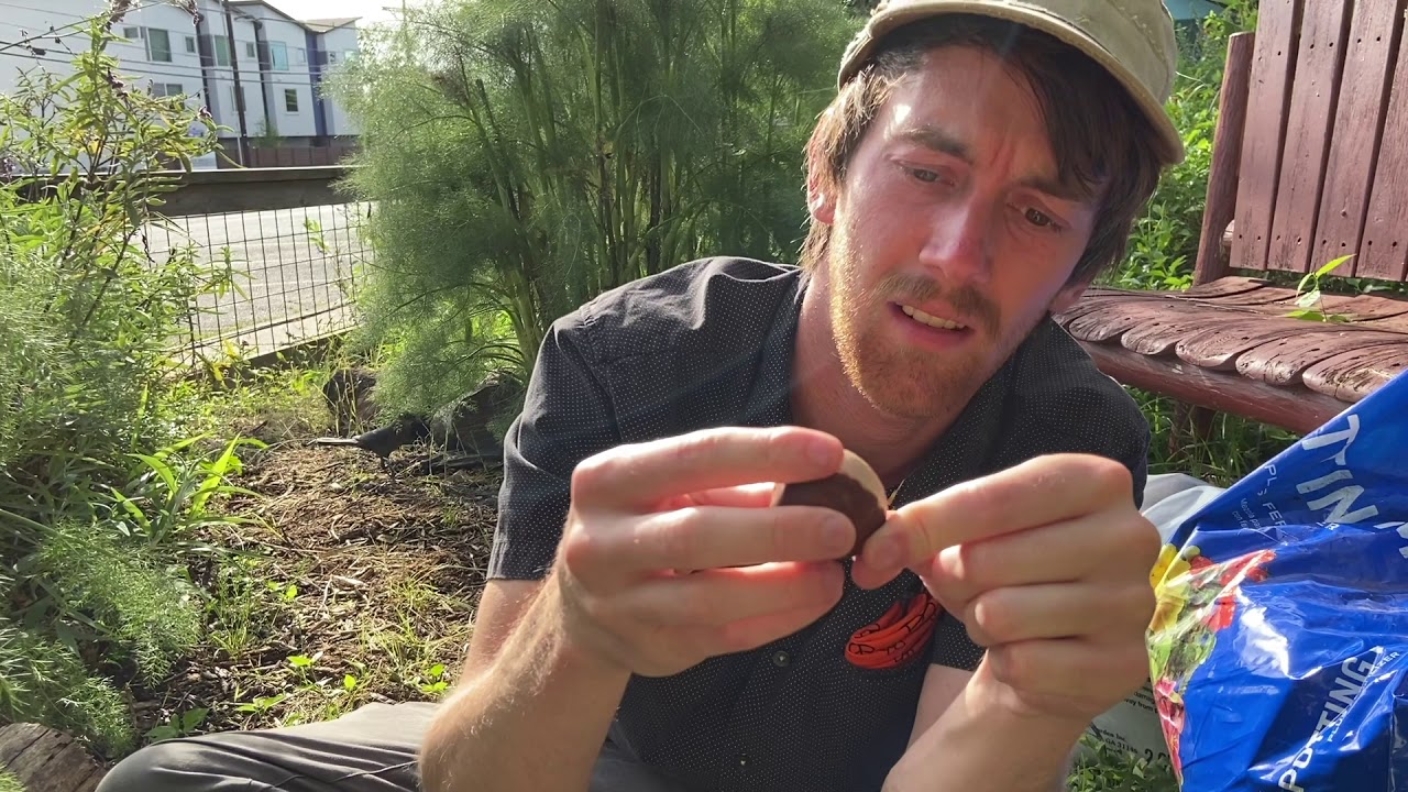 Growing Avocado Trees