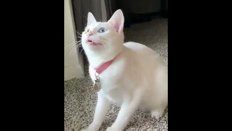 RESCUE the Smallest KITTEN in the World !! And building a NEW HOUSE for CAT