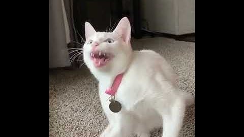 RESCUE the Smallest KITTEN in the World !! And building a NEW HOUSE for CAT