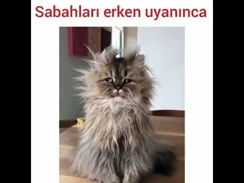 teletabi oyuncak