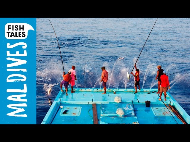 Sustainable Pole and Line TUNA Fishing in the Maldives