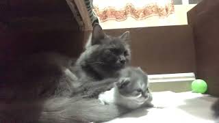 Mama cat with Kittens #parenting101 #part1 #KT #summerandwinter