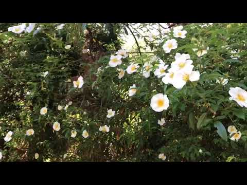 Wideo: Informacje o Cherokee Rose: Wskazówki dotyczące uprawy Cherokee Rose w ogrodzie