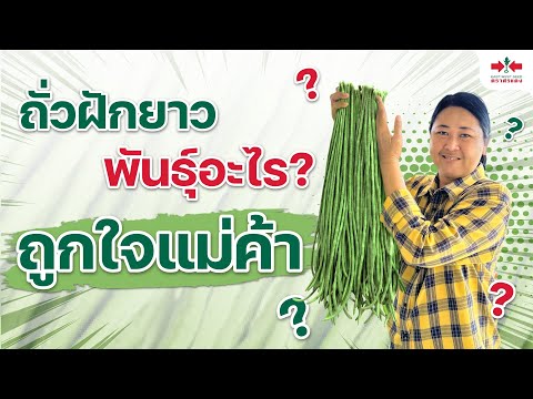 วีดีโอ: หว่านถั่ว: พันธุ์ที่ดีที่สุดและคำอธิบาย