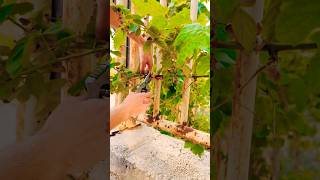 Böğürtlen Budama P17 #blackberry#grape#pruning#agri#kesfet#nature#fruit@ahmetmece1091@gelecektarimda