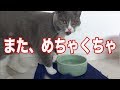 【水遊び】子猫にヘルスウォーターボウル試したよ！