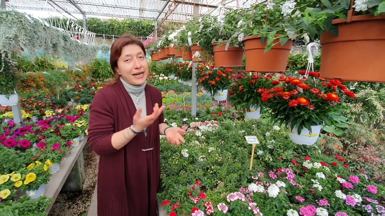 Come coltivare la VERBENA