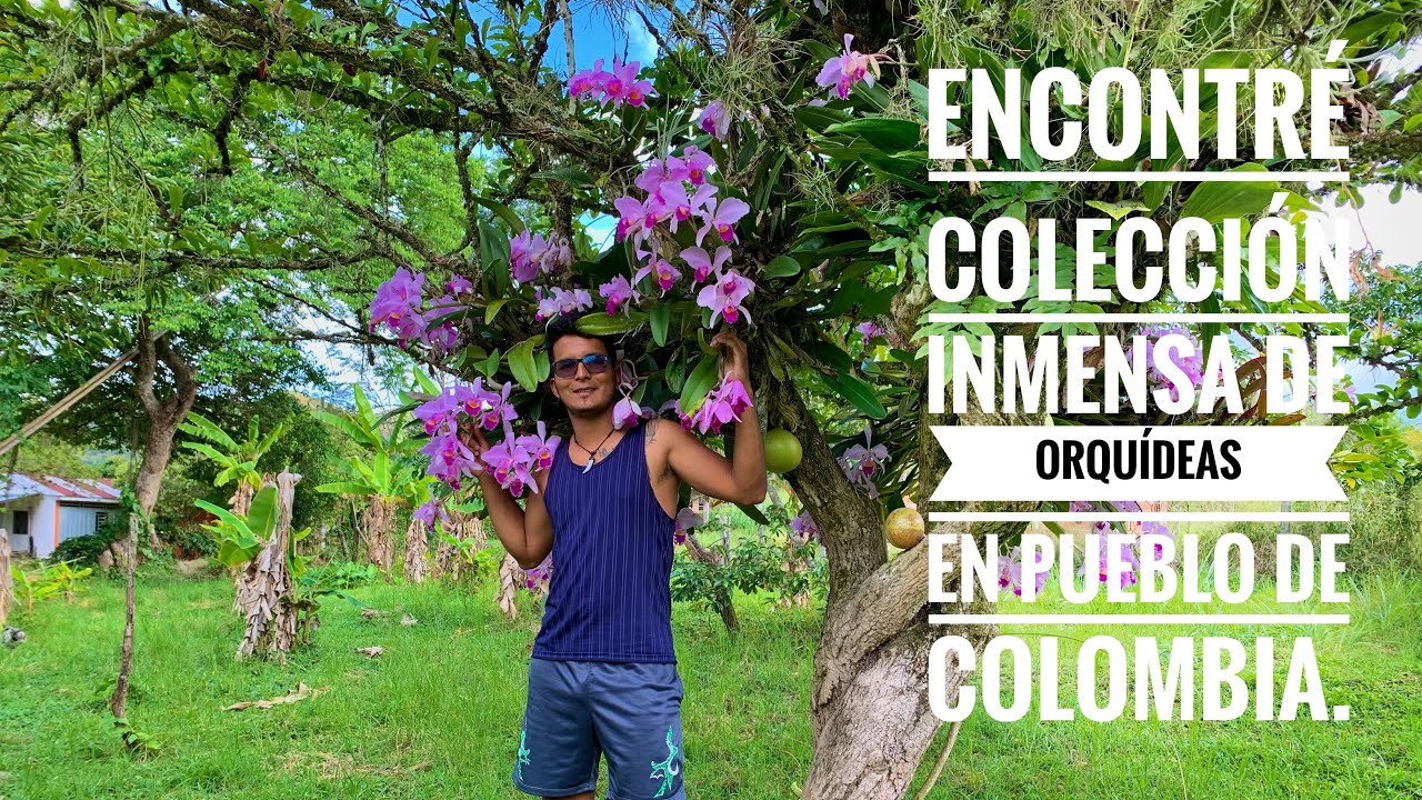 Encontré COLECCIÓN inmensa de ORQUÍDEAS en PUEBLO de Colombia.