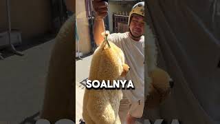 Punya Istri Kelewat Kreatif  hiburankeluarga keluargarandom lucu