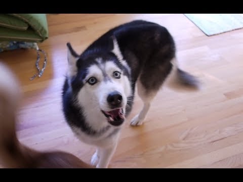 Husky cock